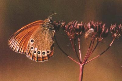Coenonympha iphioides