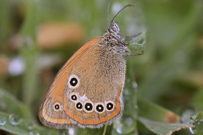 Coenonympha iphioides