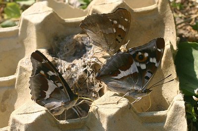 Apatura iris and Apatura ilia