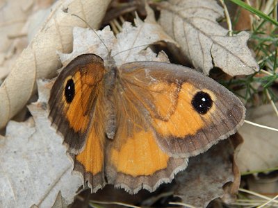 Pyronia janiroides