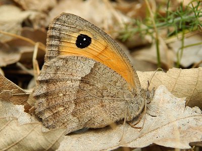 Pyronia janiroides