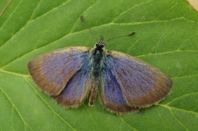 Zizeeria karsandra