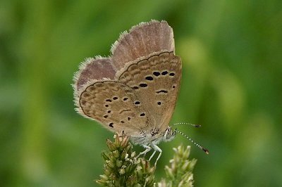 Zizeeria karsandra