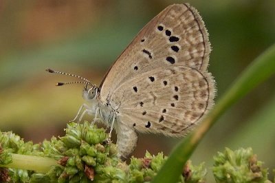 Zizeeria karsandra