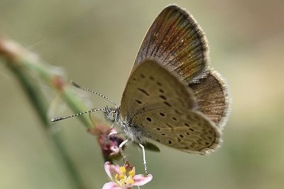 Zizeeria knysna