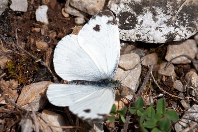 Pieris krueperi
