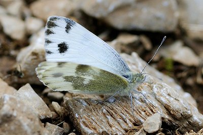 Pieris krueperi