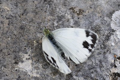 Pieris krueperi
