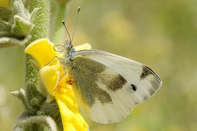 Pieris krueperi
