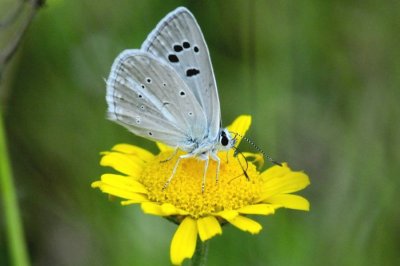 Polyommatus damocles krymaea