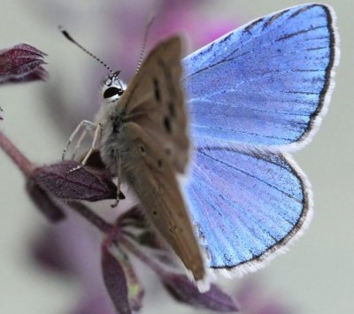 Polyommatus damocles krymaea