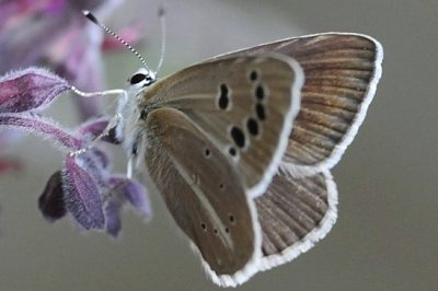 Polyommatus damocles krymaea