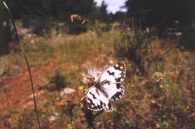 Melanargia lachesis
