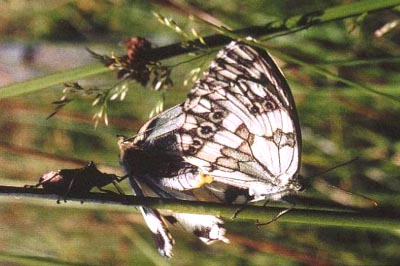 Melanargia lachesis udsuges af rovtæge