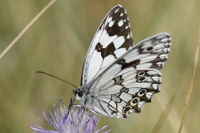 Melanargia lachesis