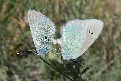 Glaucopsyche laetifica