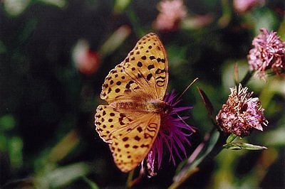 Argynnis laodice