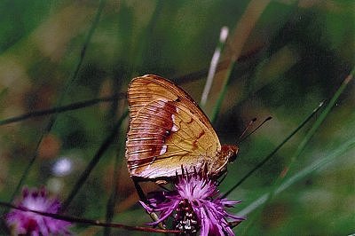 Argynnis laodice