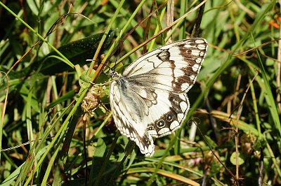 Melanargia larissa lesbina