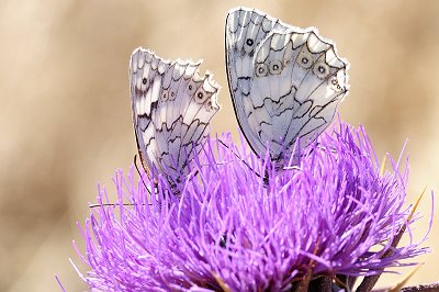 Melanargia larissa lesbina