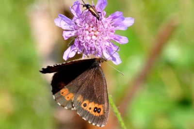 Erebia ligea