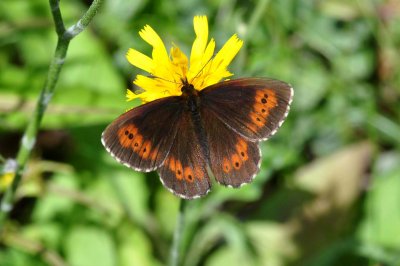 Erebia ligea