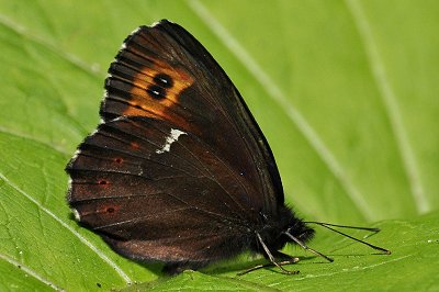 Erebia ligea