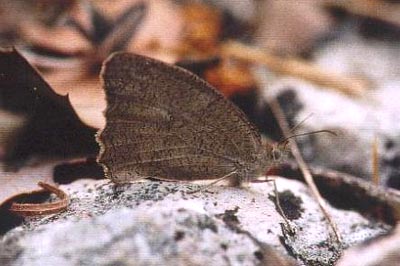 Hyponephele lupina