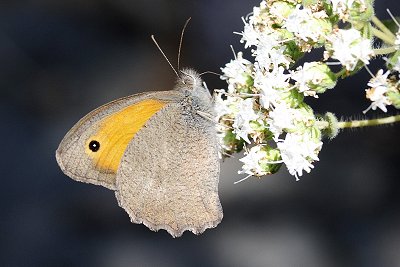 Hyponephele lupina