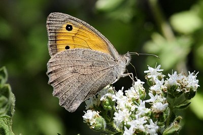 Hyponephele lupina