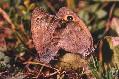 Hyponephele lycaon
