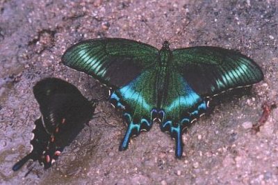 Achillides maackii