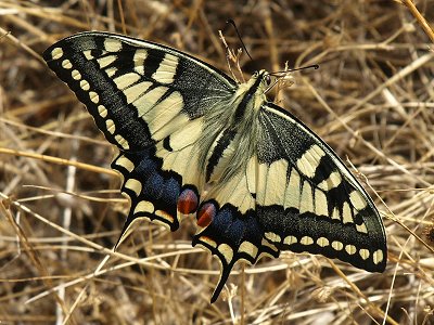 Papilio machaon