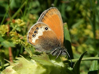 Coenonympha macromma