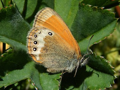 Coenonympha macromma