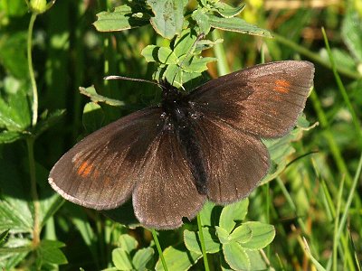 Erebia manto constans