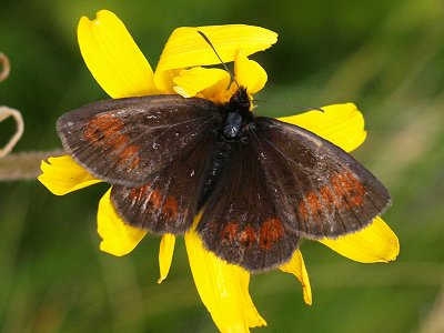 Erebia manto vogesiaca