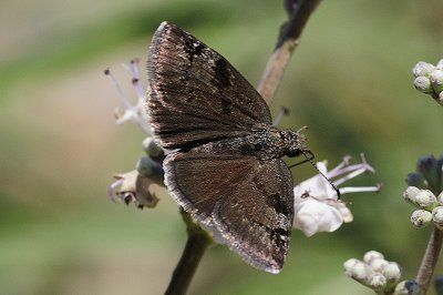 Erynnis marloyi