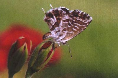 Cacyreus marshalli