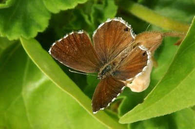 Cacyreus marshalli
