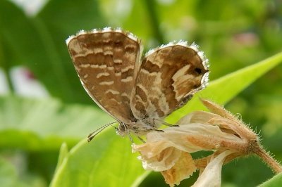 Cacyreus marshalli
