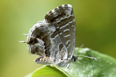 Cacyreus marshalli