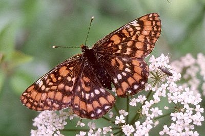 Euphydryas maturna