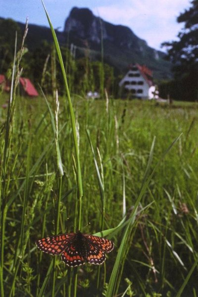 Euphydryas maturna