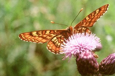 Euphydryas maturna