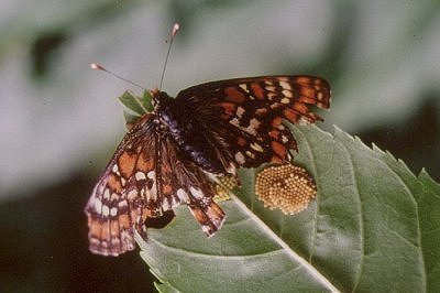 Euphydryas maturna, female ovipositing