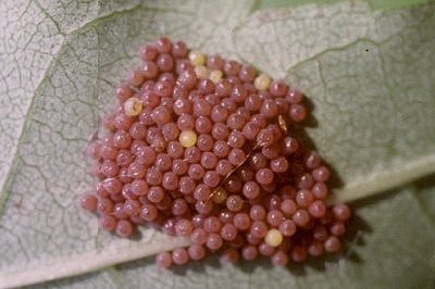 Euphydryas maturna, ova