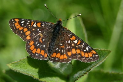 Euphydryas maturna