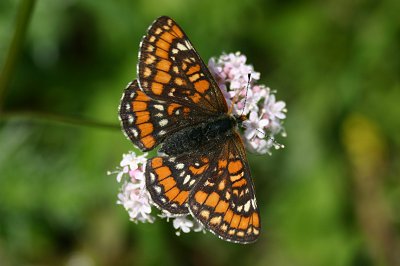 Euphydryas maturna
