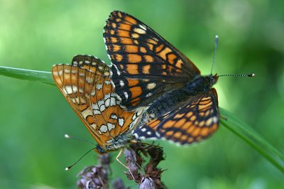 Euphydryas maturna